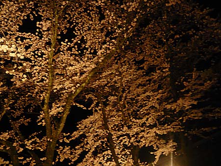 花便り 下呂温泉 1泊2日温泉巡り（2010年春）