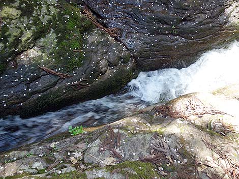 ��A��A��̃I���p���[�h�I�k���U��u�Ԗڎl�\����v�i�O�d�����j