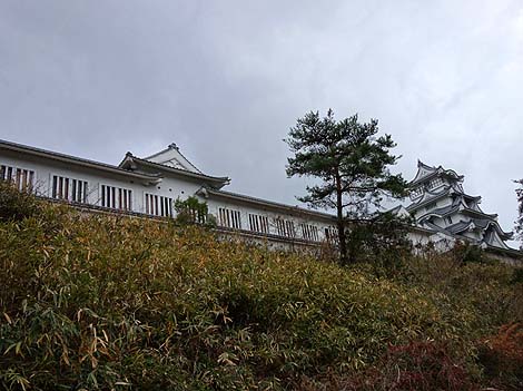 �x�O�Z��n�ɕs�C���ɘȂޔp�Ѓ��u�z�e���u�����v�i���Q���R�j�������j�Z��V���[�Y