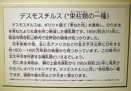 恐竜はあれど化石に特化した博物館は全国でも非常に珍しい・・・瑞浪市「化石博物館」(岐阜)