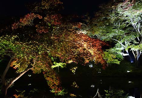 高台寺 秋の夜間特別拝観(京都祇園東山)境内を幻想的にライトアップ