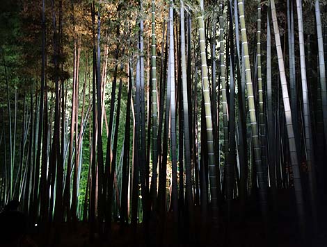 高台寺 秋の夜間特別拝観(京都祇園東山)境内を幻想的にライトアップ