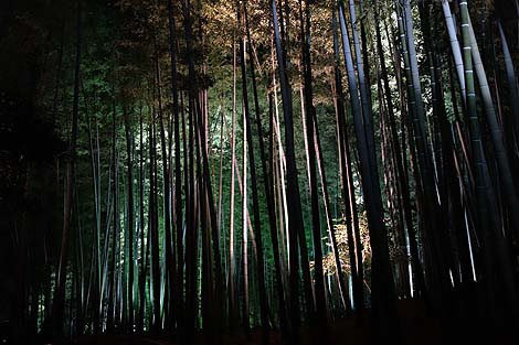 高台寺 秋の夜間特別拝観(京都祇園東山)境内を幻想的にライトアップ