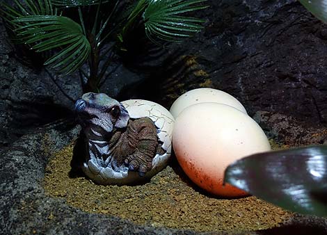 �a�̎R�̉��n�ɃW�F���V�b�N�p�[�N�����􏬌����A���������h���Ɋy���i�a�̎R���ɓs�S�j�O��