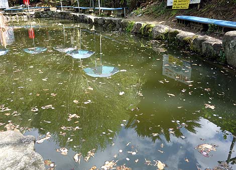 �T��i�C�g�X�N�[�v�ł��p���_�C�X�œo�ꂵ���R�̃I���W�̗V���n�u��R�I�����a���v�i���x�c�сj���