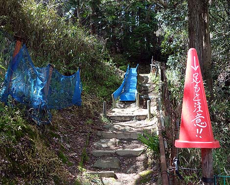 �T��i�C�g�X�N�[�v�ł��p���_�C�X�œo�ꂵ���R�̃I���W�̗V���n�u��R�I�����a���v�i���x�c�сj���