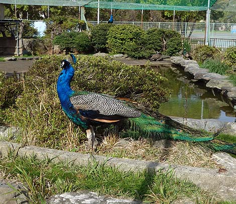 �K���o�[�����ƌ�����ِF�̂��ׂ��I�i�O�d���E���H�s���̐X�����j�������������V��̐��E