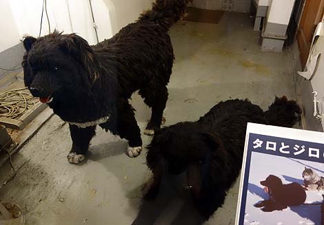 ���A���}�l�L���������̗l�q���Č��I�D�̉Ȋw�� ��Ɋϑ��D�u�@�J�v�i���������j