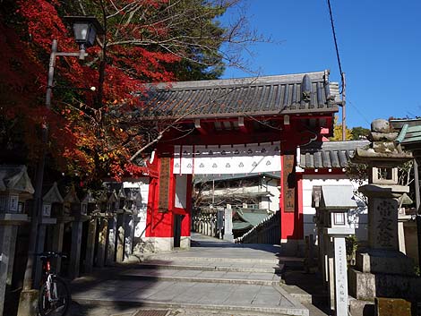 �Ղ̑����炯�̎� ���쑷�q���i�ޗǐ���M�M�R�jB�����X�|�b�g