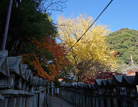 �Ղ̑����炯�̎� ���쑷�q���i�ޗǐ���M�M�R�jB�����X�|�b�g