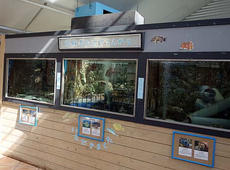 ウミガメの生態に触れ合える無料施設:道の駅「紀宝町ウミガメ公園」(三重県南牟婁郡)