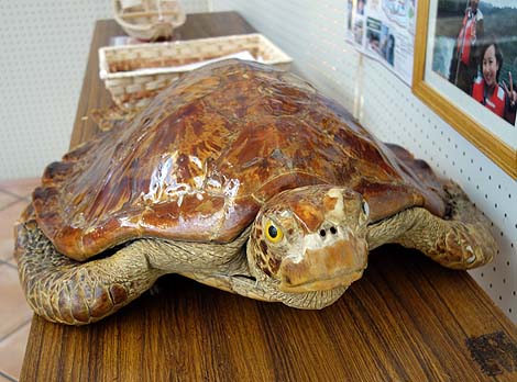 ウミガメの生態に触れ合える無料施設:道の駅「紀宝町ウミガメ公園」(三重県南牟婁郡)