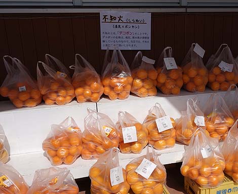 ウミガメの生態に触れ合える無料施設:道の駅「紀宝町ウミガメ公園」(三重県南牟婁郡)
